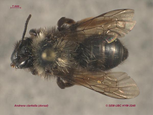 Photo of Andrena clarkella by Spencer Entomological Museum